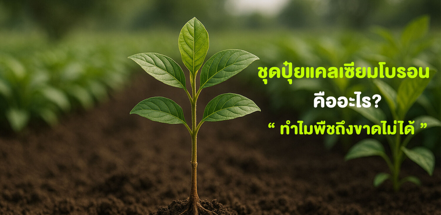 ชุดปุ๋ยแคลเซียมโบรอน คืออะไร? ทำไมพืชถึงขาดไม่ได้