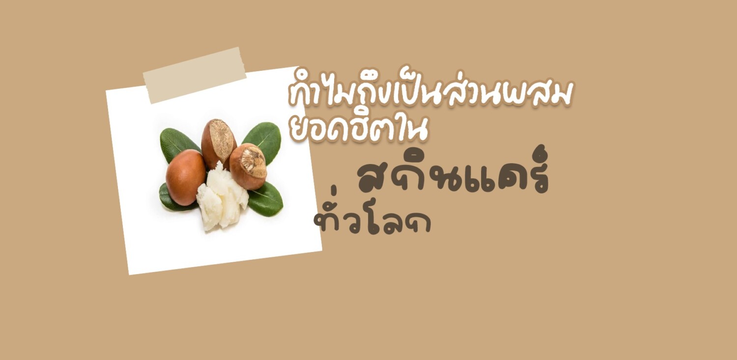 เชียบัตเตอร์ (Shea Butter) คืออะไร? ทำไมถึงเป็นส่วนผสมยอดฮิตในสกินแคร์ทั่วโลก