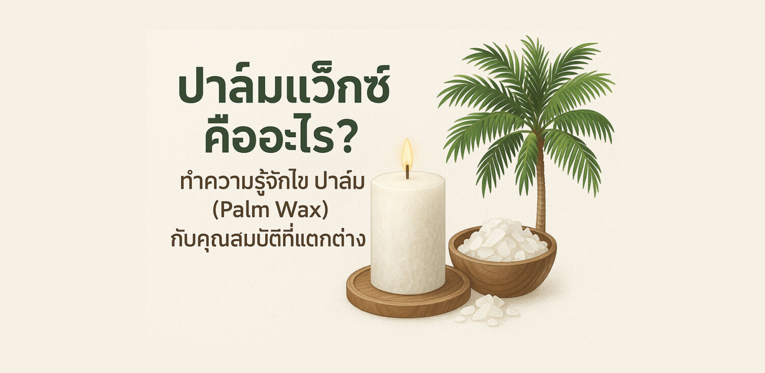 ปาล์มแว๊กซ์คืออะไร? ทำความรู้จักไข ปาล์ม (Palm Wax) กับคุณสมบัติที่แตกต่าง