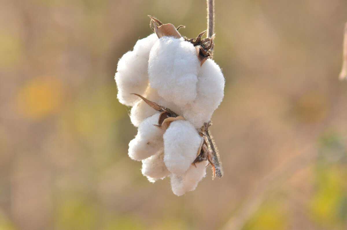 เส้นใย Cotton vs Polyethylene (PE) ต่างกันอย่างไร?