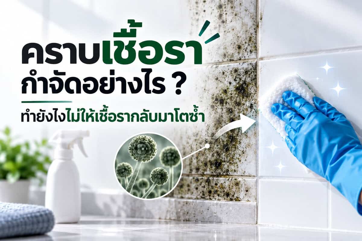 คราบเชื้อราทำอย่างไร ไม่ให้กลับมาโตซ้ำ