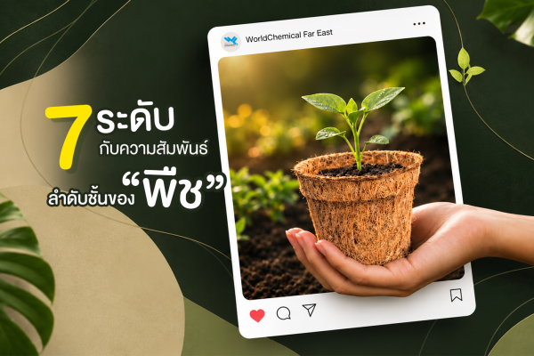 7ระดับกับความสัมพันธ์ลำดับชั้นของพืช