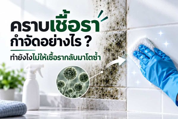 คราบเชื้อราทำอย่างไร ไม่ให้กลับมาโตซ้ำ