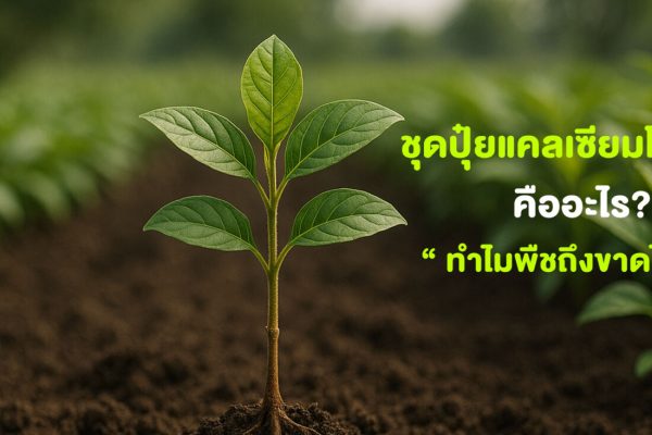 ชุดปุ๋ยแคลเซียมโบรอน คืออะไร? ทำไมพืชถึงขาดไม่ได้